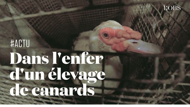 Les images cauchemardesques de L214 dans un élevage de canards de la filière foie gras
