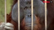 Salvados dos orangutanes de una muerte segura