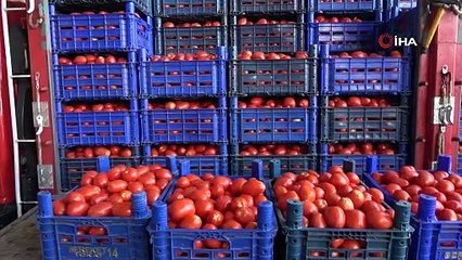 TOKAT DOMATESİ ÇIKTI FİYATLAR DÜŞTÜ