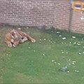 Une ville entière effrayé par une peluche de tigre