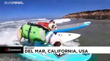 Dog surfing competition cancelled in California due to COVID-19