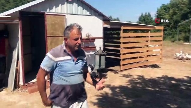 Kediye yem olmaktan kurtardığı yavru karga 'Zagor' yanından ayrılmıyor