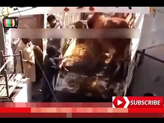 Top Funny Video    Funny Cow Qurbani    Qasai ki dhulai ep  champions league
