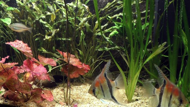 sea life, sea life center, sealife camera, sealife dc2000, sea life centre, caelifera, sealife safari, sealife micro 3.0 digital underwater camera, sea life vlog, sea life london, sea life aquarium, sea life animals, sea life aquarium san diego, sea life