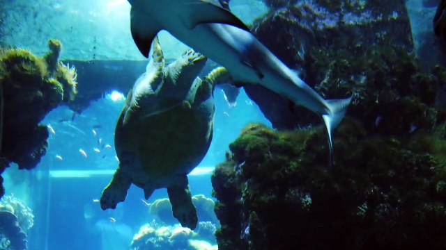 sea life, sea life center, sealife camera, sealife dc2000, sea life centre, caelifera, sealife safari, sealife micro 3.0 digital underwater camera, sea life vlog, sea life london, sea life aquarium, sea life animals, sea life aquarium san diego, sea life