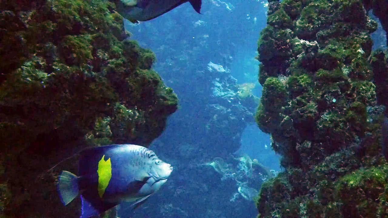 sea life, sea life center, sealife camera, sealife dc2000, sea life centre, caelifera, sealife safari, sealife micro 3.0 digital underwater camera, sea life vlog, sea life london, sea life aquarium, sea life animals, sea life aquarium san diego, sea life