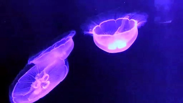 sea life, sea life center, sealife camera, sealife dc2000, sea life centre, caelifera, sealife safari, sealife micro 3.0 digital underwater camera, sea life vlog, sea life london, sea life aquarium, sea life animals, sea life aquarium san diego, sea life