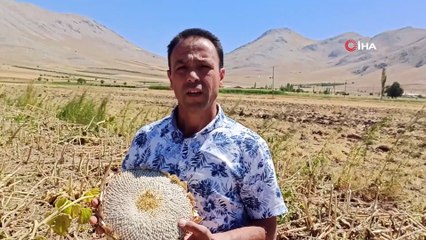 Elbistan’da çerezlik ay çekirdeği hasadı başladı