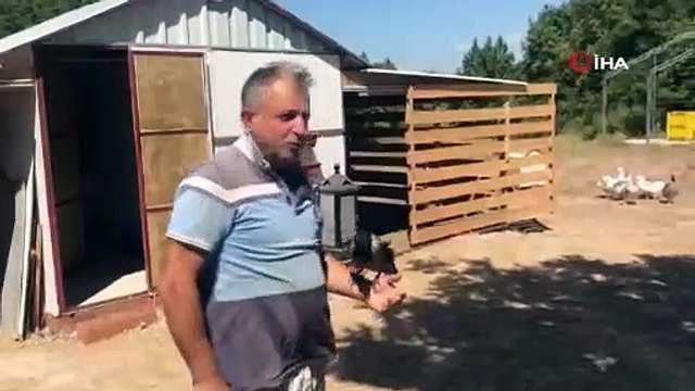 Kediye yem olmaktan kurtardığı yavru karga yanından ayrılmıyor