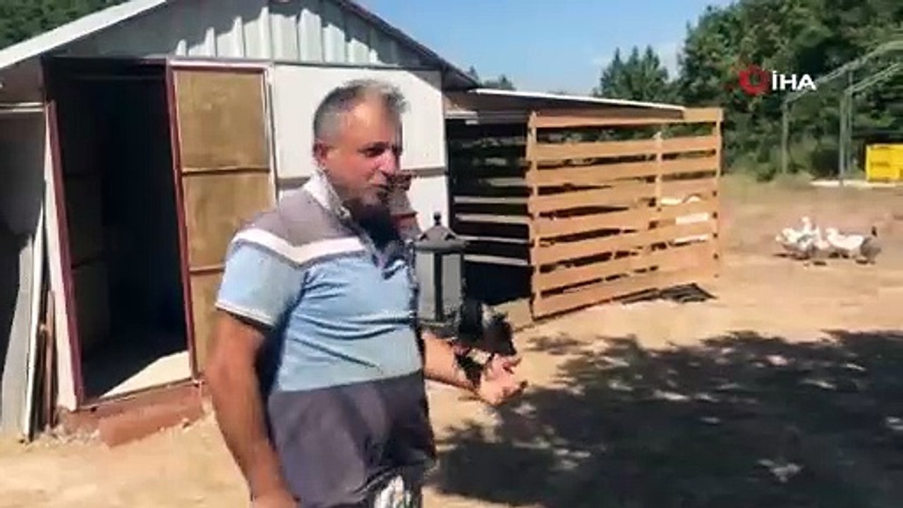 Kediye yem olmaktan kurtardığı yavru karga yanından ayrılmıyor