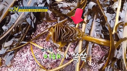 "이렇게까지해서 미역 따야 해요.." 돌미역 채취를 위한 험한 바다 이겨내기!