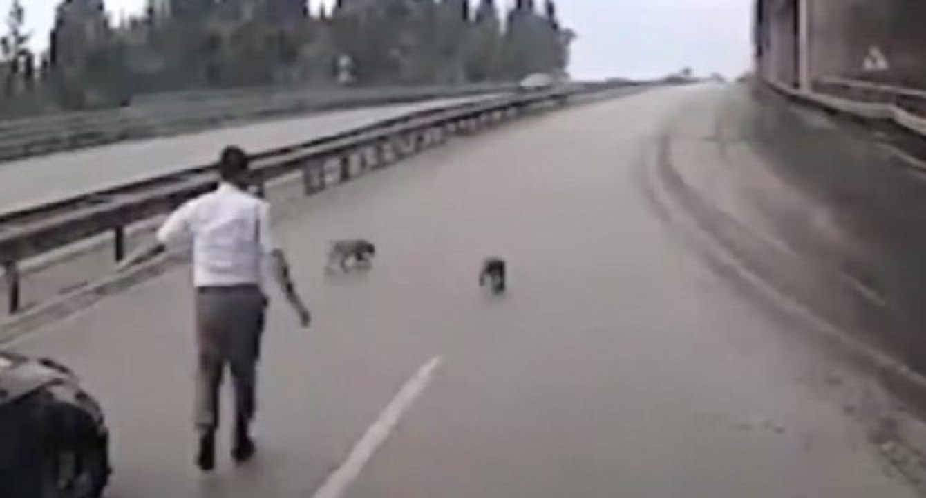 Otobüs şoförü, yavru köpekleri ezilmekten kurtardı