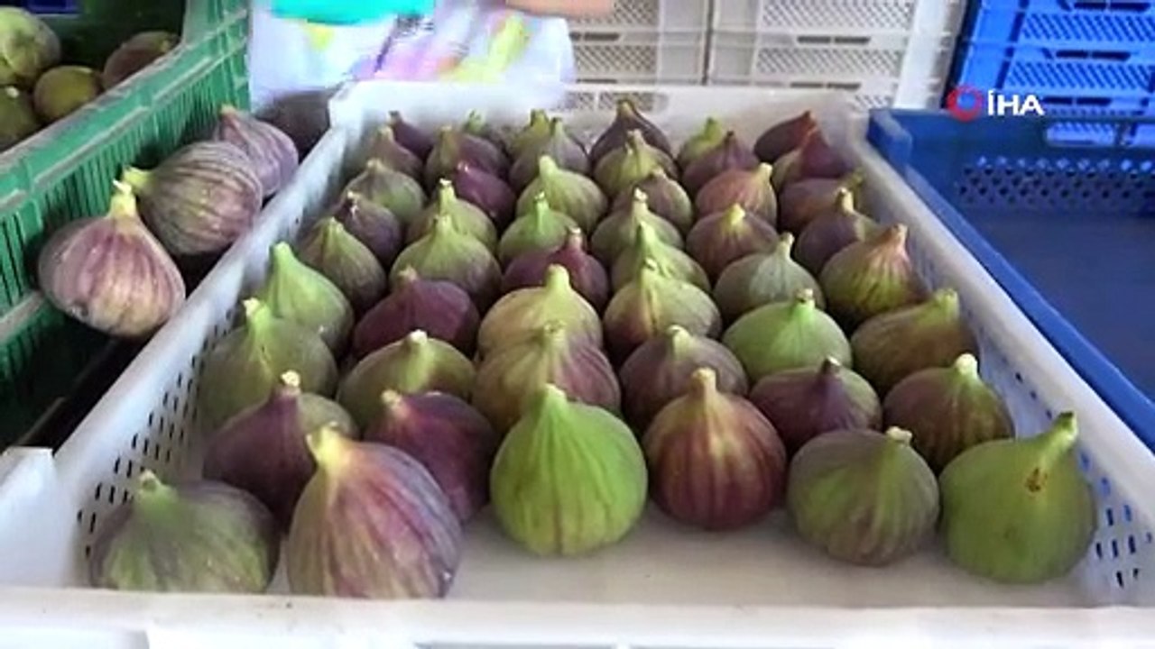 Dünyaca ünlü Kraliçe inciri yüz güldürdü