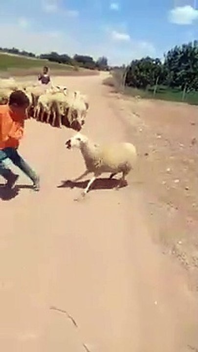 نعجة تدافع عن صغيرها بكل ما أوتيت من قوة - نوادر الماشية والزراعة