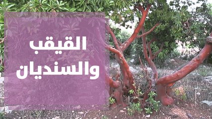 القيقب والسنديان أشجار من عجائب الطبيعة الأردنية