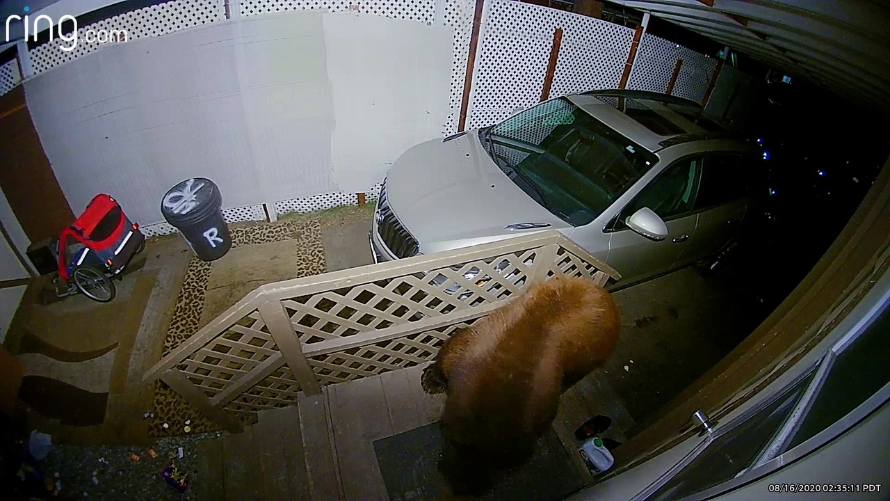 Hungry Bears Have a Heated Moment