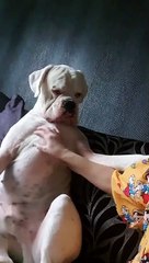 Boxer Begs for Attention