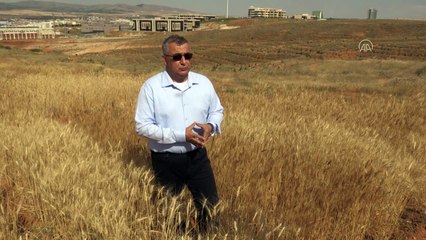 'Hastalık bahçesi'nde buğdaya zarar veren hastalıklar araştırılıyor - KIRŞEHİR