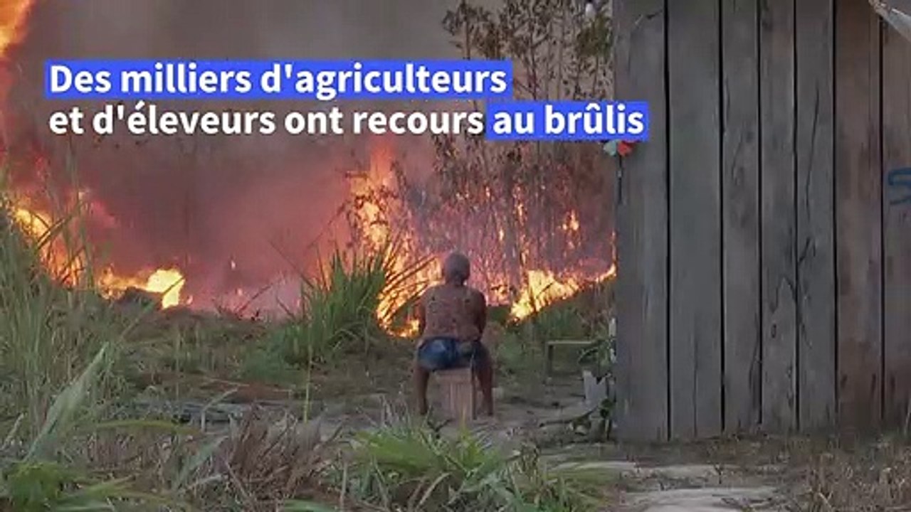 Dans la forêt amazonienne, les feux sauvages continuent malgré leur interdiction