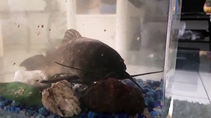 we save this cat fish and go let free , was trap no water