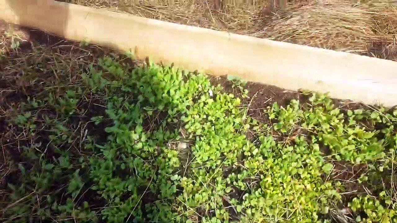 2.1.19 - Visite du terrain potager