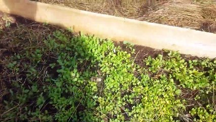 2.1.19 - Visite du terrain potager