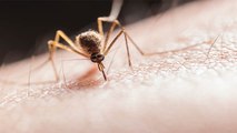 World Mosquito Day: 1 छोटा सा मच्छर बड़े से इंसान की ले सकता है जान, बचने के लिए अपनाएं ये उपाय ।