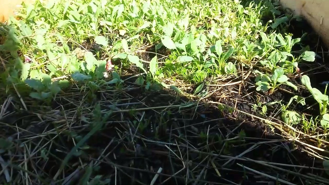 8.4.19 - Potager, des coffres isolation paille pour gagner 15 degrés sans chauffer