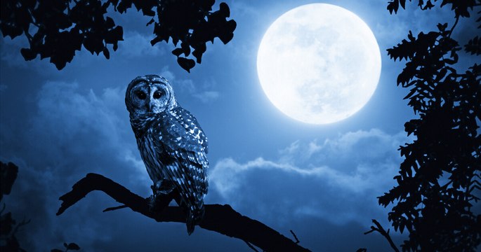 Les Mystères de la Nature du 19 août 2020 avec Maître Bamba et Abou Philo