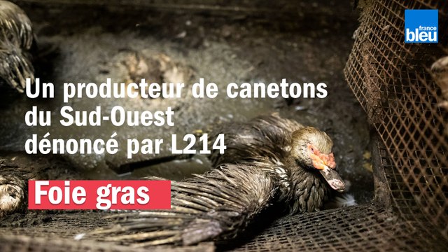 Foie gras : un producteur de canetons du Sud-Ouest dénoncé par L214