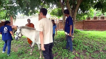 Pony given prosthetic leg after being hit by car and left on the roadside in Thailand