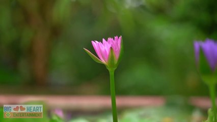 Sexy saree girl , Beaultiful saree girl ||Music Mirza