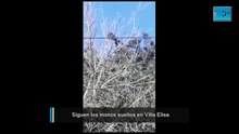 Volvieron a aparecer los monos sueltos en Villa Elisa