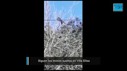 Volvieron a aparecer los monos sueltos en Villa Elisa