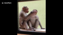 Adorable monkeys groom and cuddle in southern India