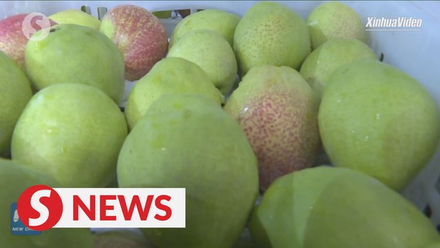 Export of Xinjiang fragrant pears resumes during Covid-19 pandemic