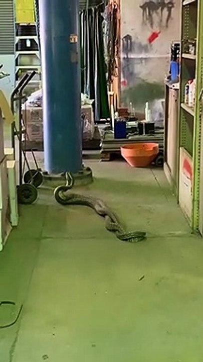 Il découvre 2 serpents en pleine "danse" dans son magasin