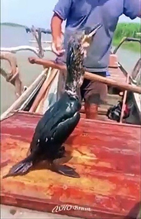 Ce pêcheur a dressé des oiseaux pour attraper les poissons à sa place