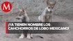 Así se llamarán los lobos nacidos en zoológico San Juan de Aragón