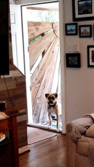 Clever Boxer Learns to Close the Door when She Comes Inside