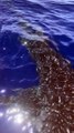 Whale Shark Gets Up Close to Fishing Boat