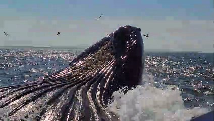 Front Row Seats to a Wild Whale Breach