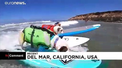 USA : concours de surf pour chiens