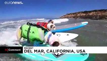 USA : concours de surf pour chiens