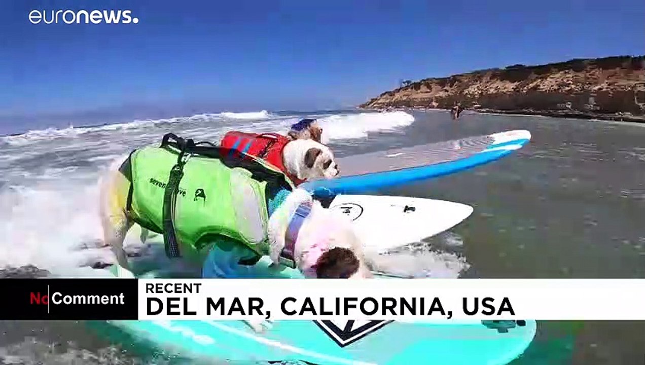 USA : concours de surf pour chiens