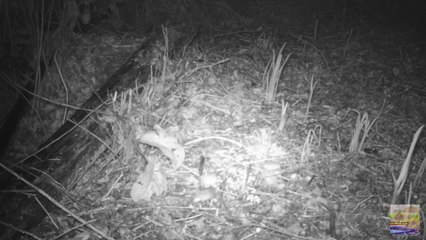 Obiettivo Maremma - 54) Topolino comune