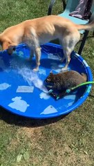 Young Raccoon Plays with Pooch in Pool