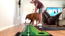 Excited dog is very happy for Texas man's putting prowess