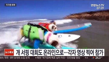 [지구촌화제] 파도가 무섭지 않개! 美 '견공 서핑' 온라인 대회