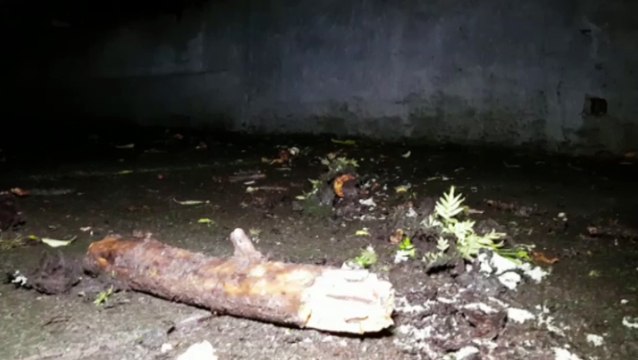 Poda de galhos mobiliza Bombeiros ao Centro